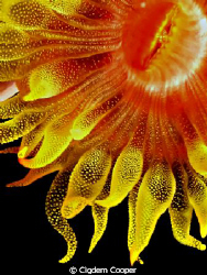 abstract red cup coral by Cigdem Cooper 